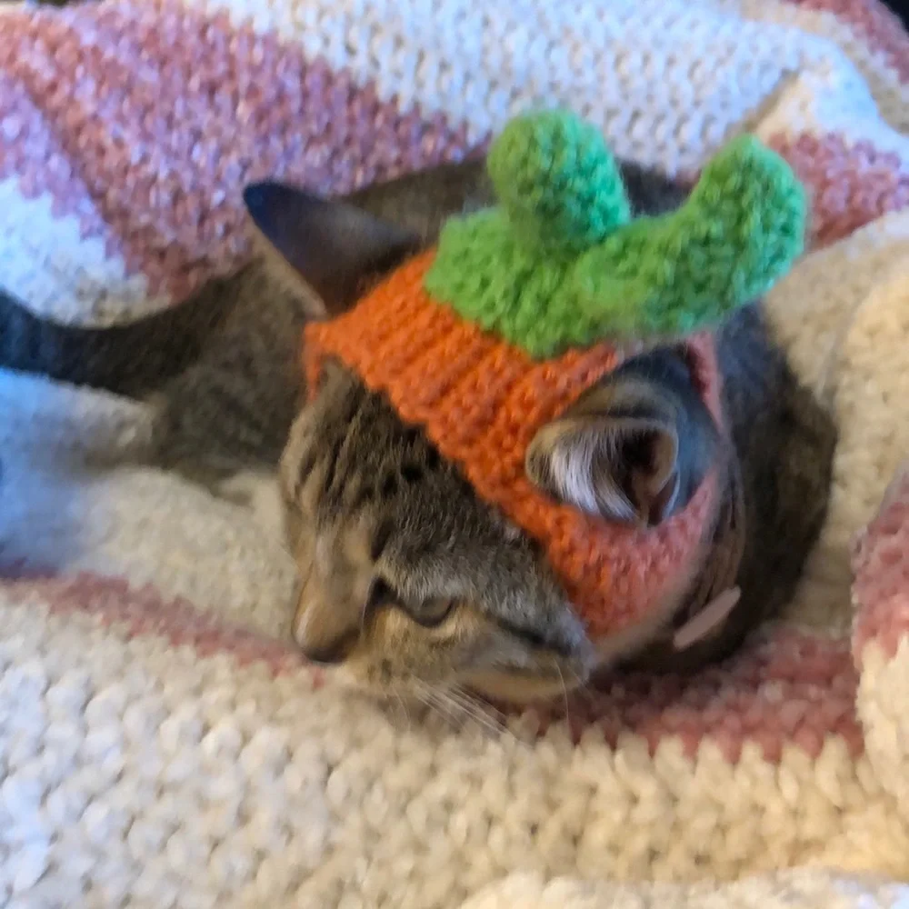 Cat or kitten pumpkin crochet hat one size handmade new 🐱😻😻😻